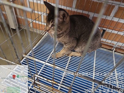 대전동물보호센터_430365202500007