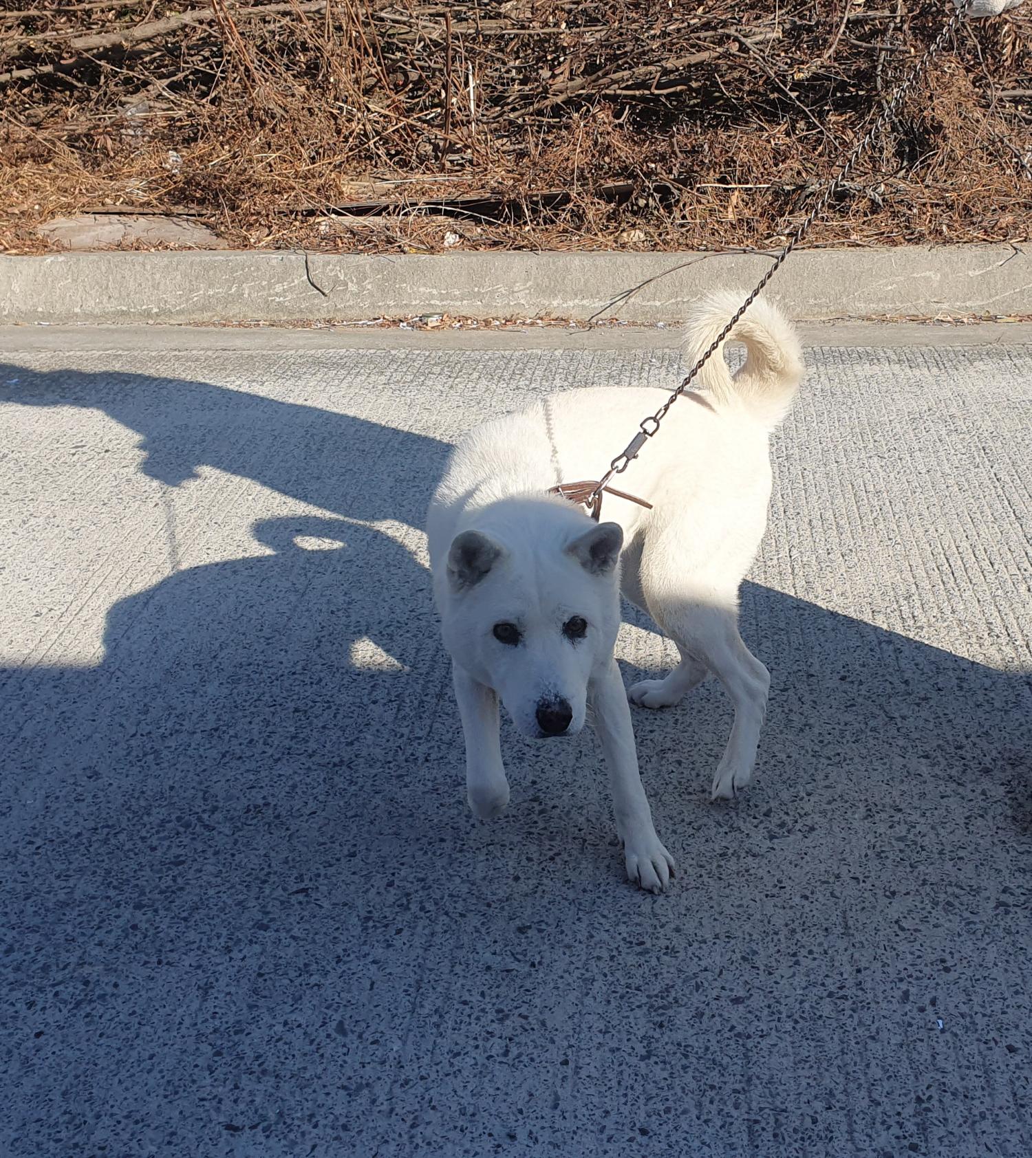 종료(반환) 진도견…