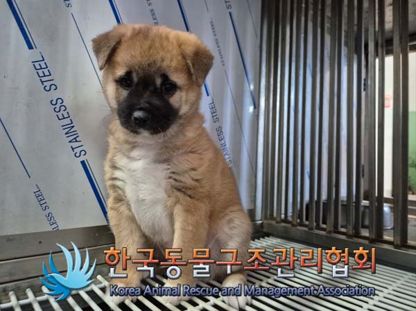 한국동물구조관리협회_441406202500019