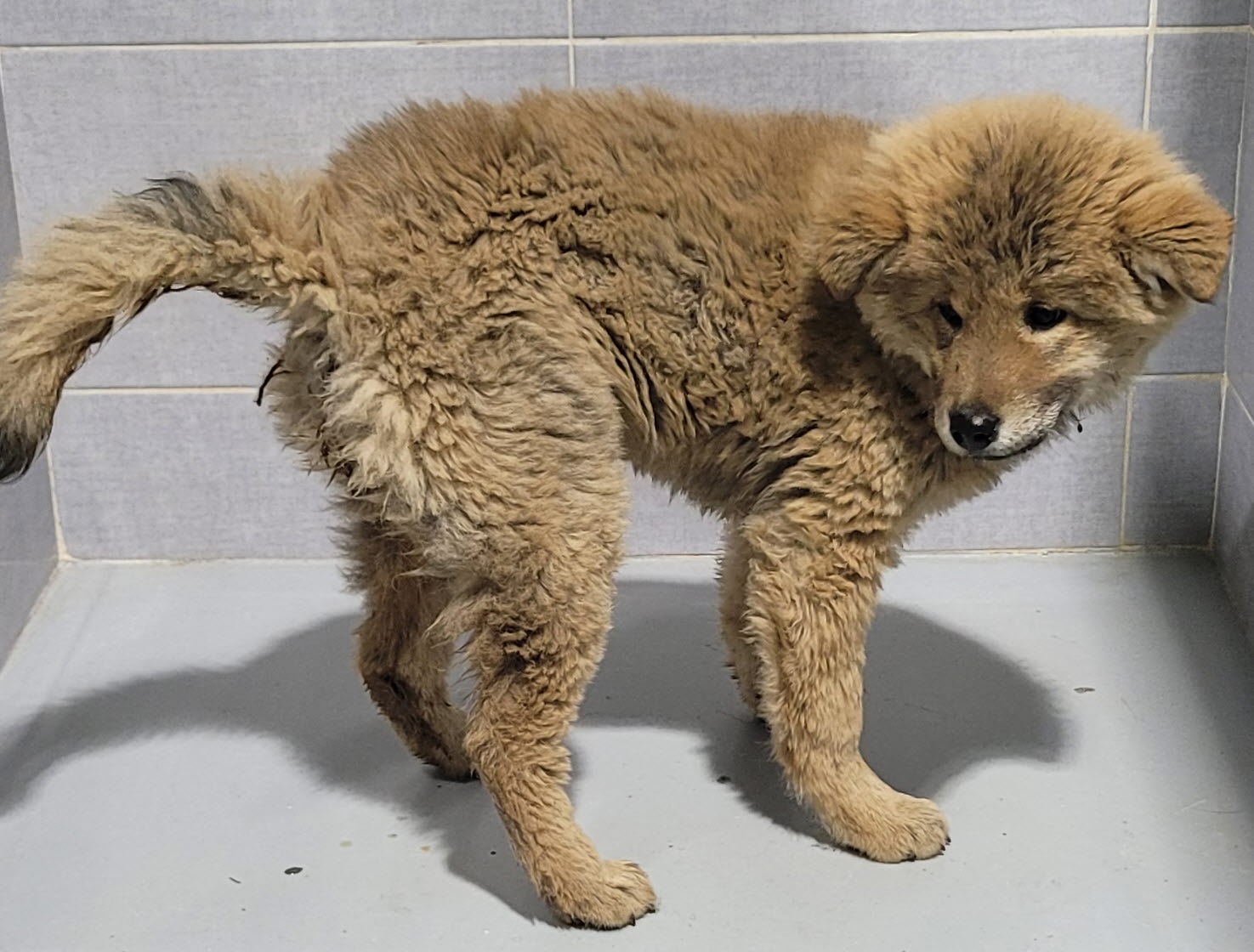 울진군동물보호센터_447525202500007