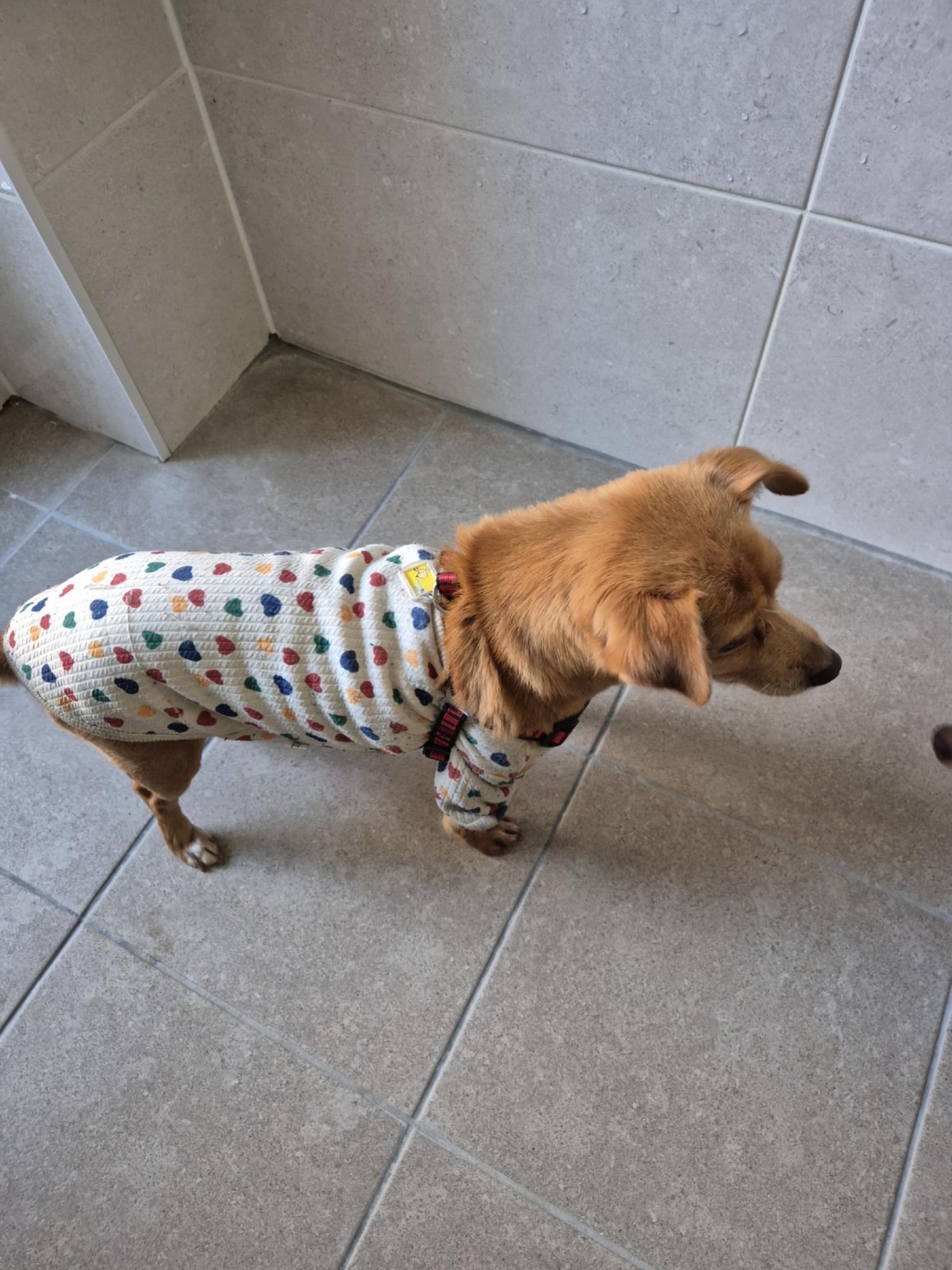 보호중 믹스견의 가…