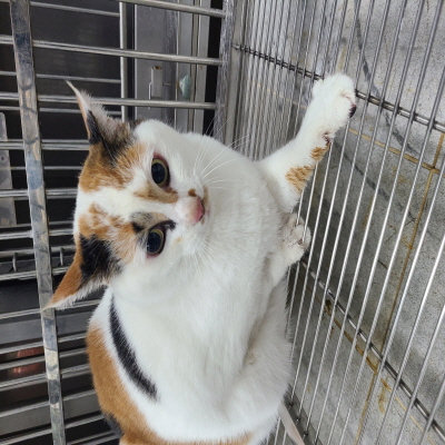 동부유기동물보호협회_426333202500005