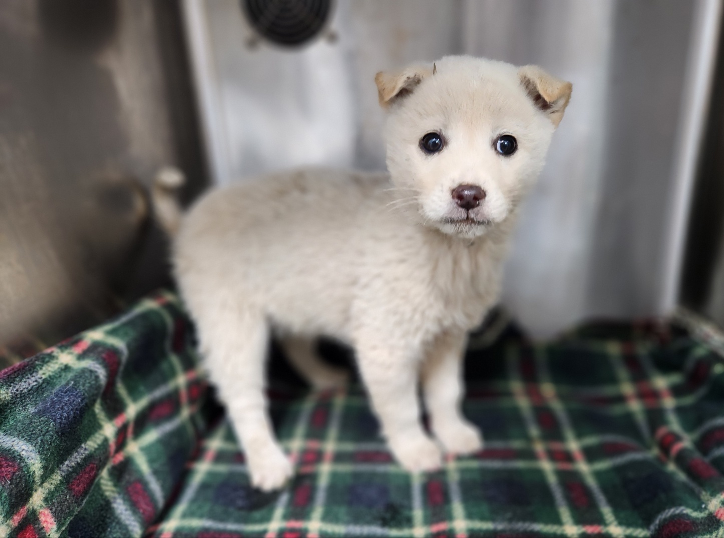 광주TNR동물병원초월_441554202500016