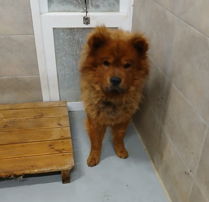 김천시 동물보호센터_447506202500003