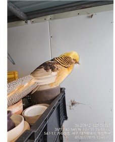 대전동물보호센터_430366202500005