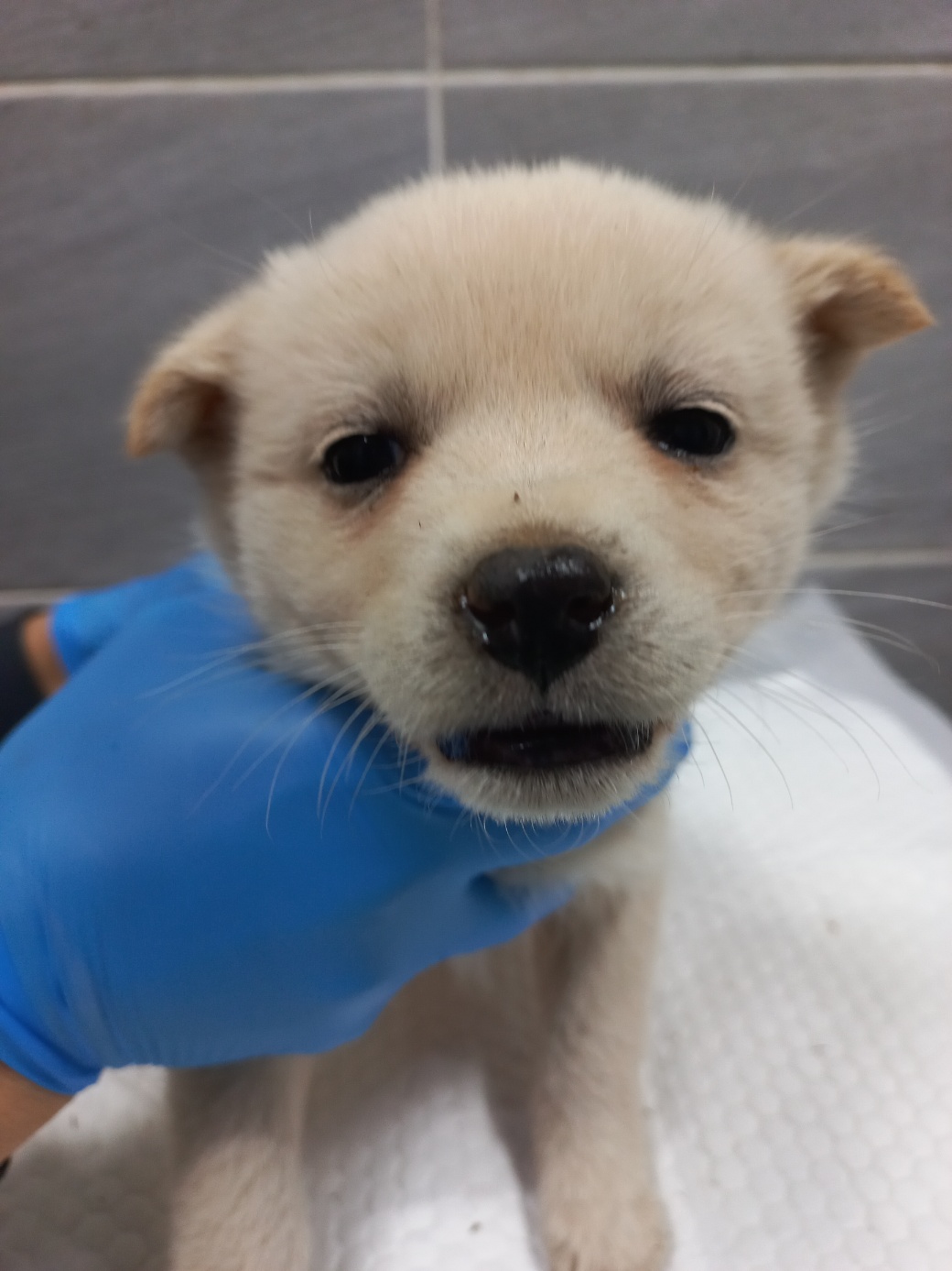 종료(안락사) 믹스…