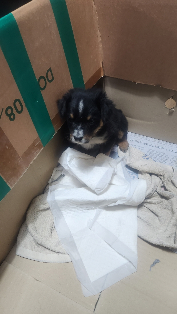 익산유기동물보호소_445468202500062