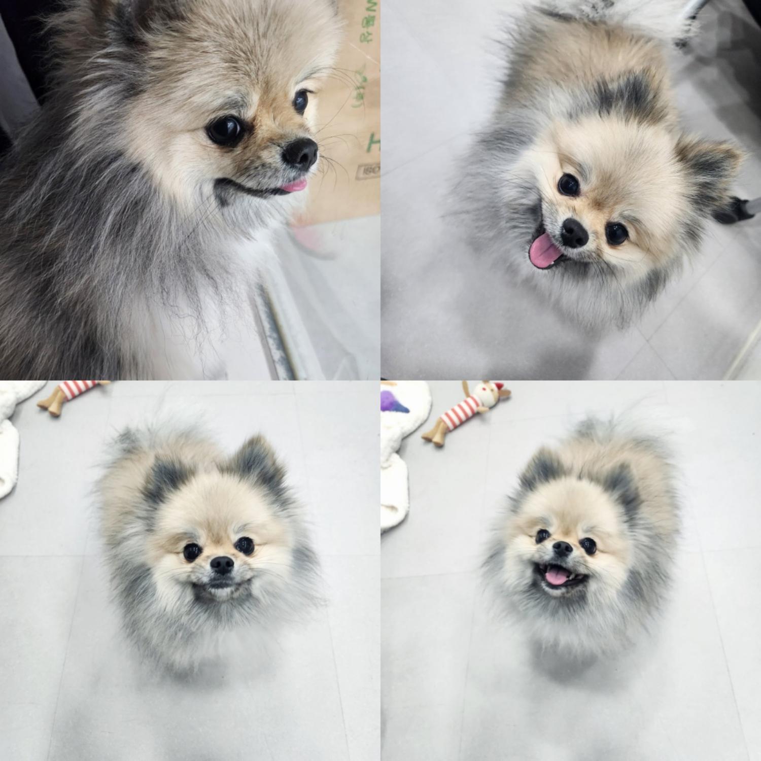 반려동물 입양센터_447508202500018