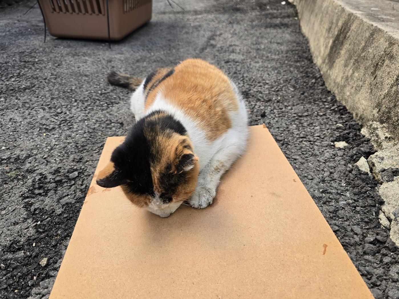 (사)하얀비둘기_426334202500002