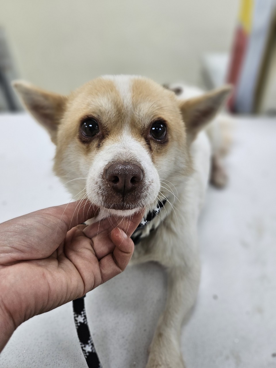 보호중 믹스견의 가…