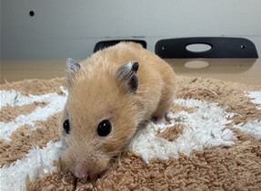 대전동물보호센터_430367202500005