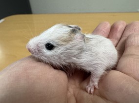 대전동물보호센터_430367202500007