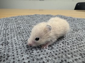 대전동물보호센터_430367202500009