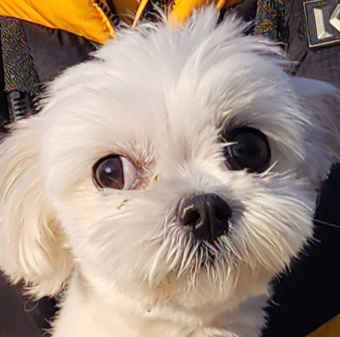 종료(입양) 말티즈…