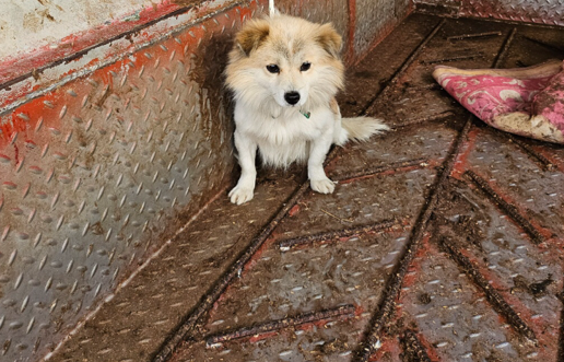 영광동물보호센터_446497202500006