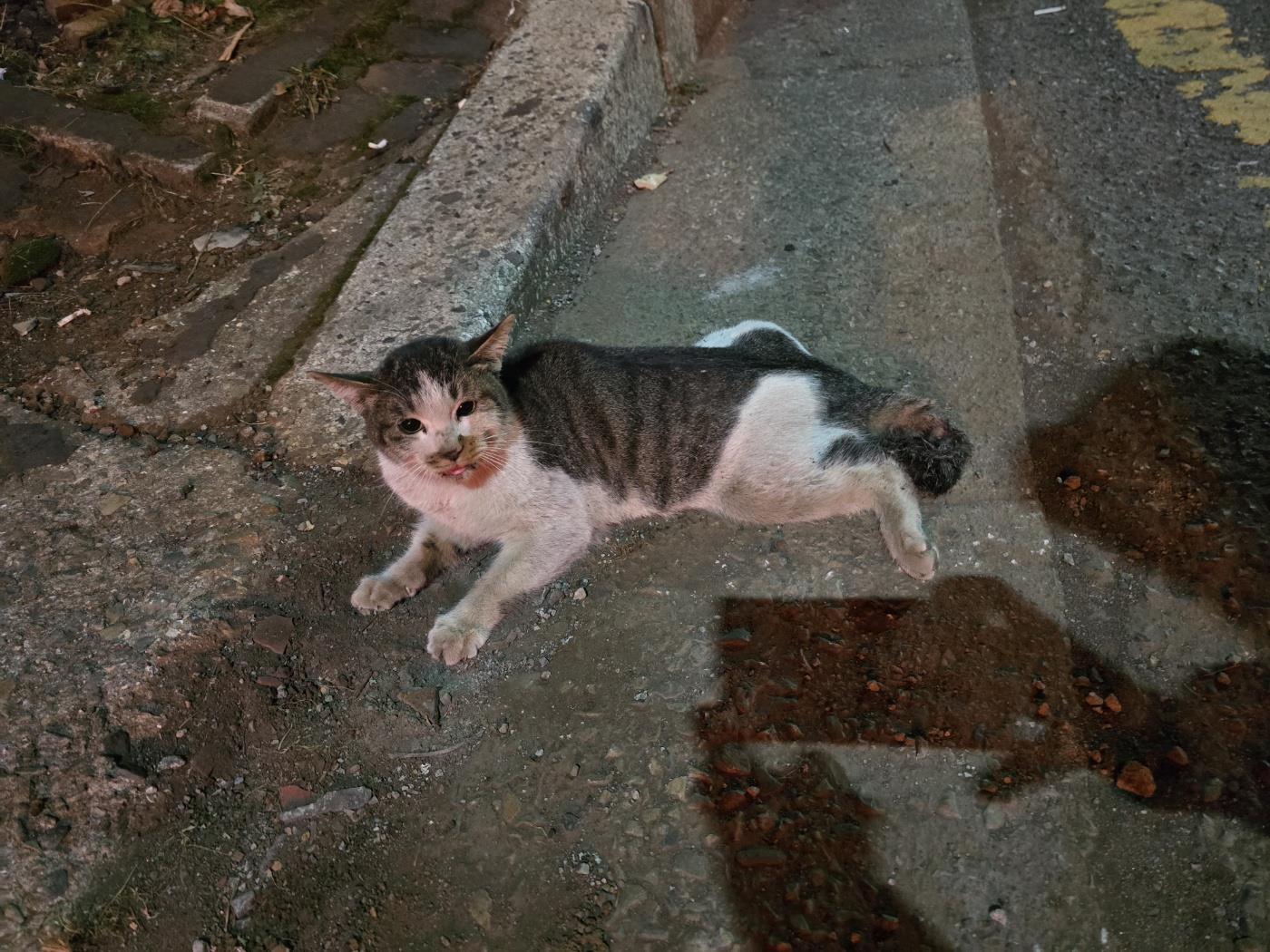 (사)하얀비둘기_426336202500008