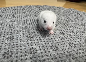 대전동물보호센터_430367202500010