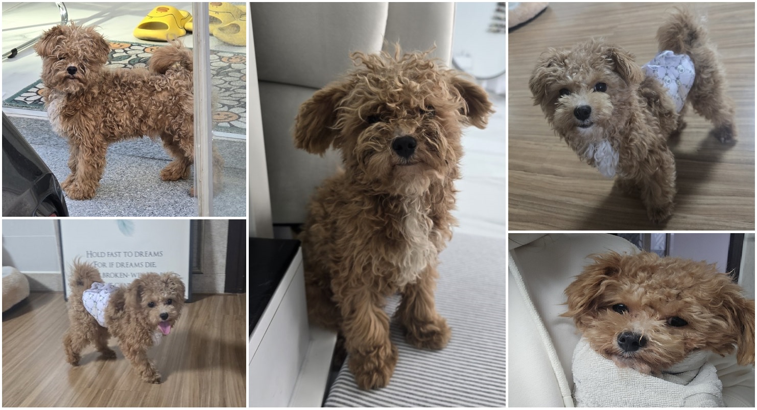 무안군유기동물보호소_446495202500012