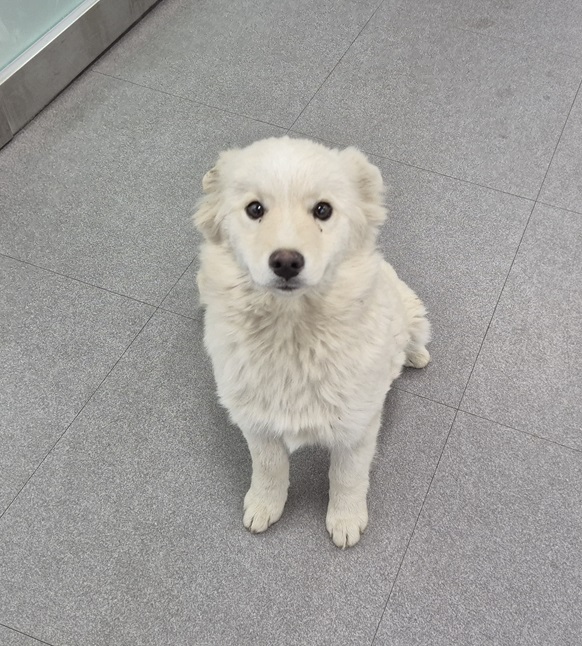 김천시 동물보호센터_447506202500013