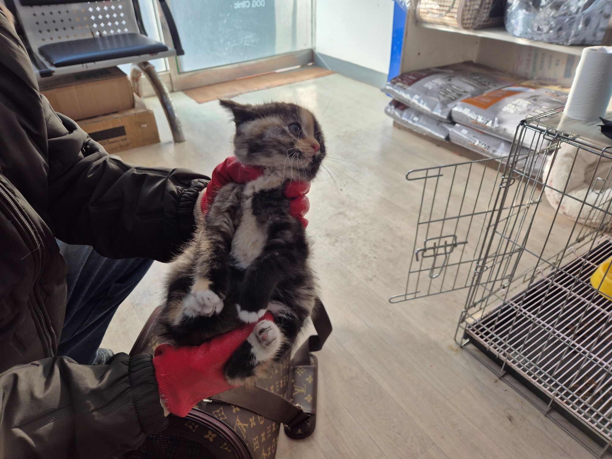 종료(입양) 믹스묘…