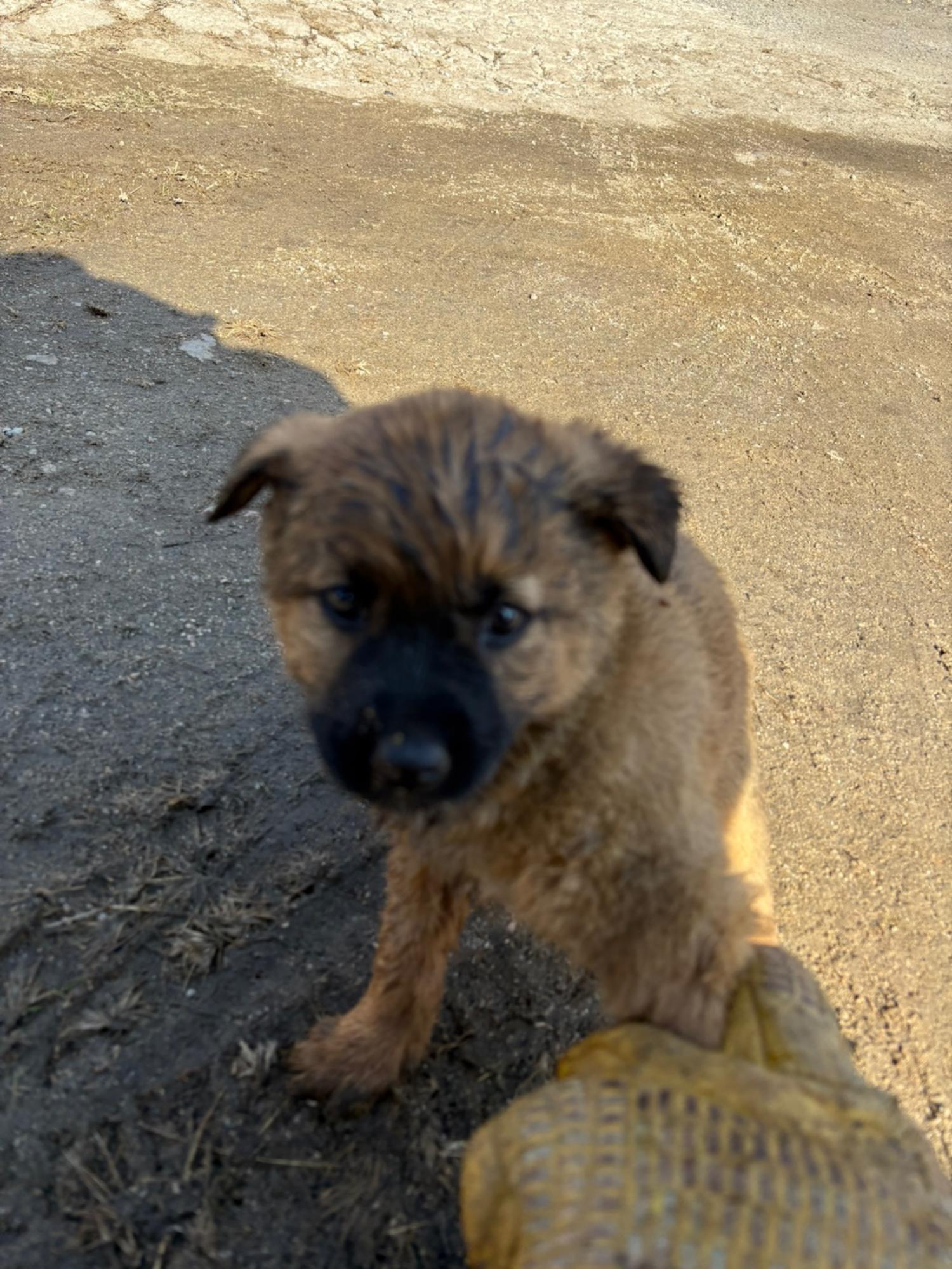 더나은동물병원_445478202500013