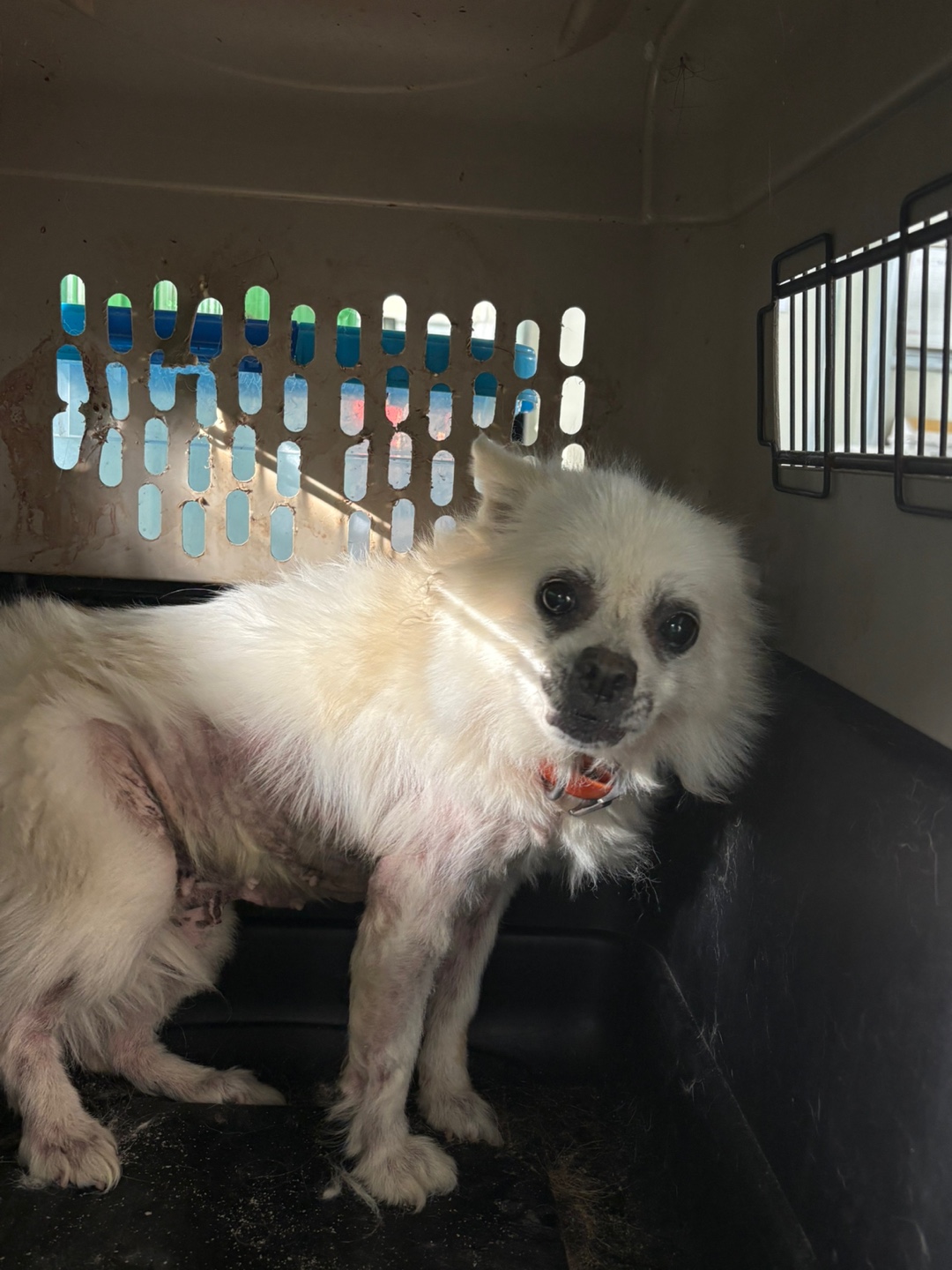 보호중 믹스견의 가…