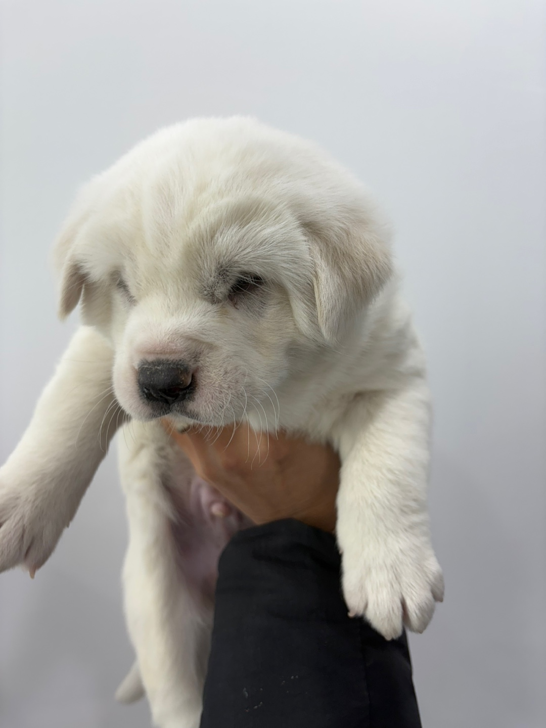 보호중 믹스견의 가…