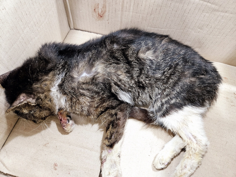 남산동물병원_411302202500002