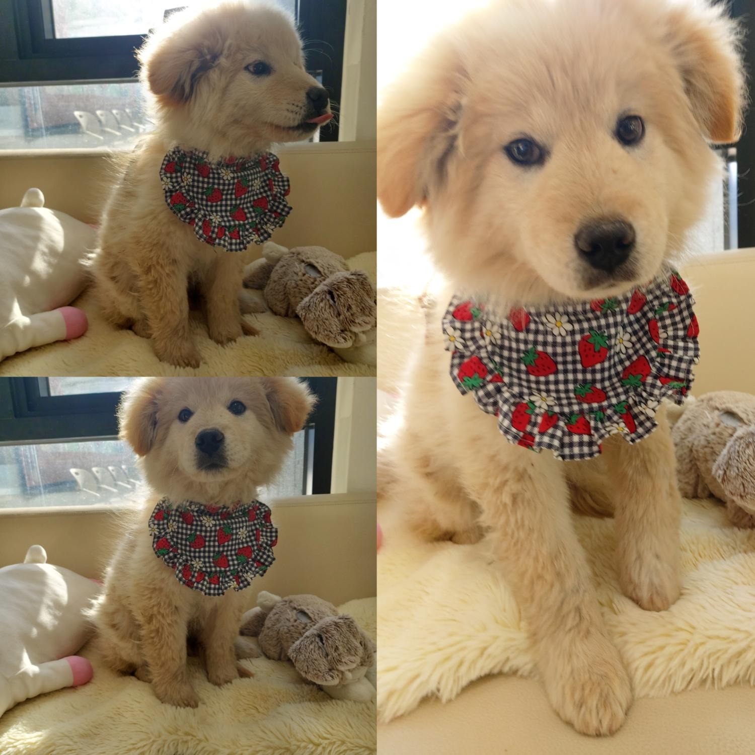 종료(입양) 믹스견…