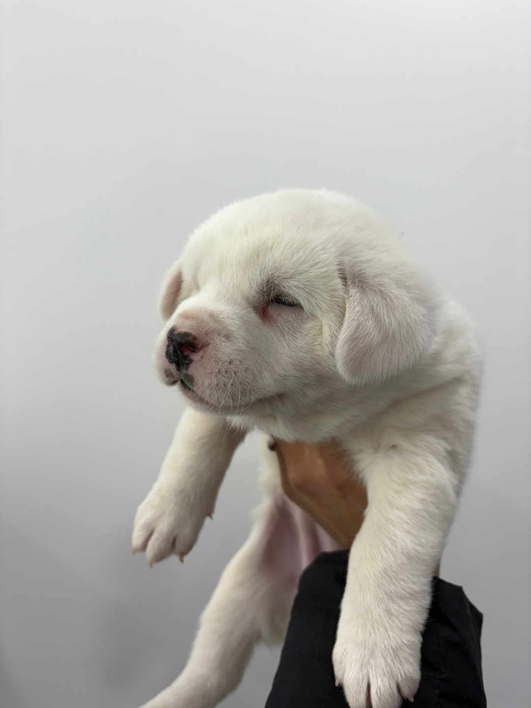 보호중 믹스견의 가…