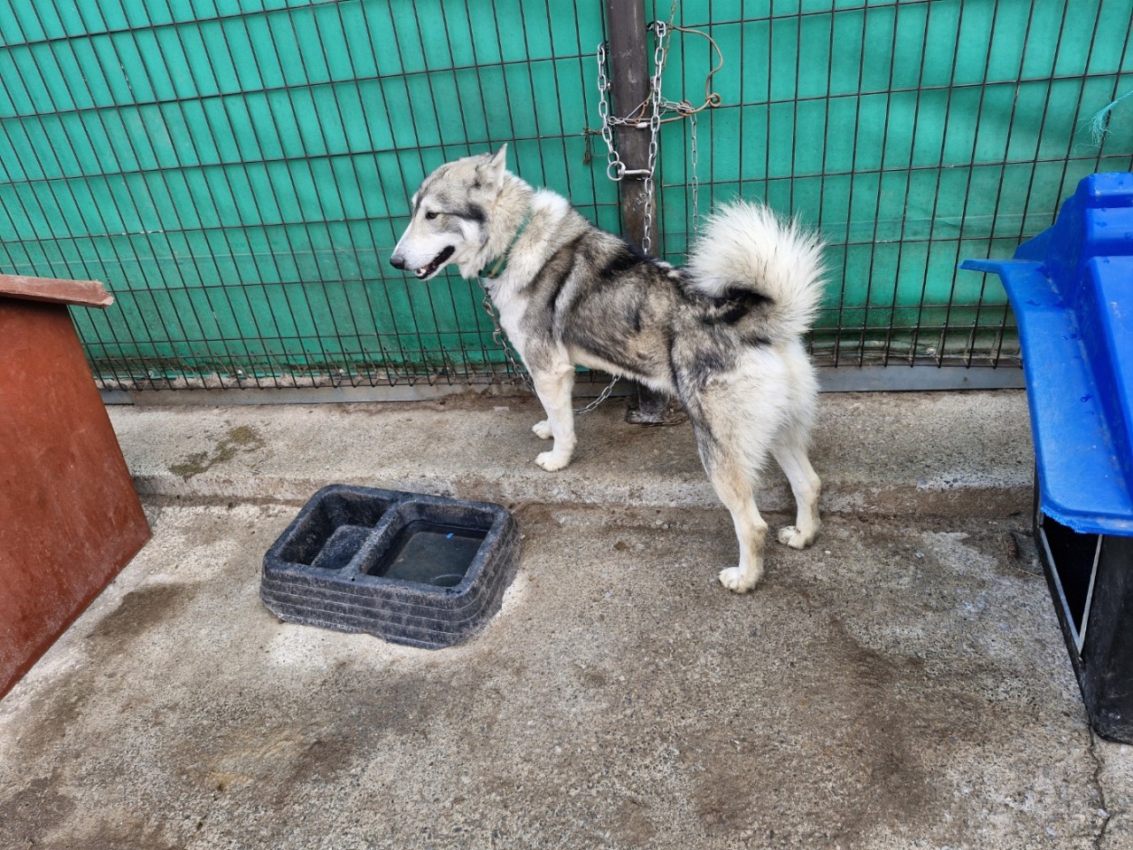 보호중 믹스견의 가…