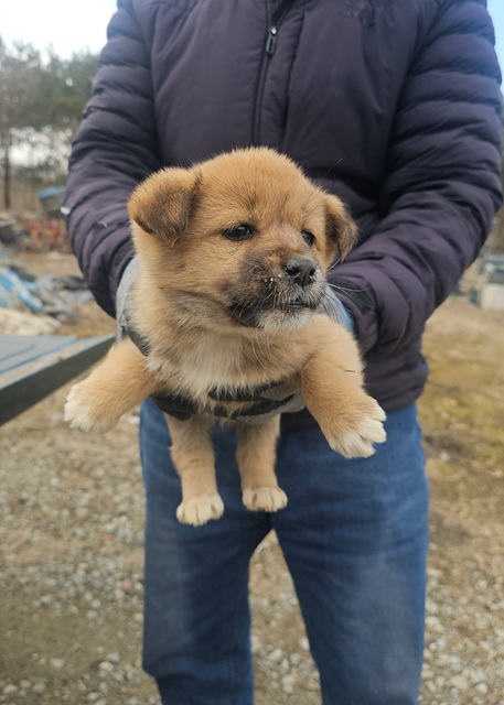 보호중 믹스견의 가…