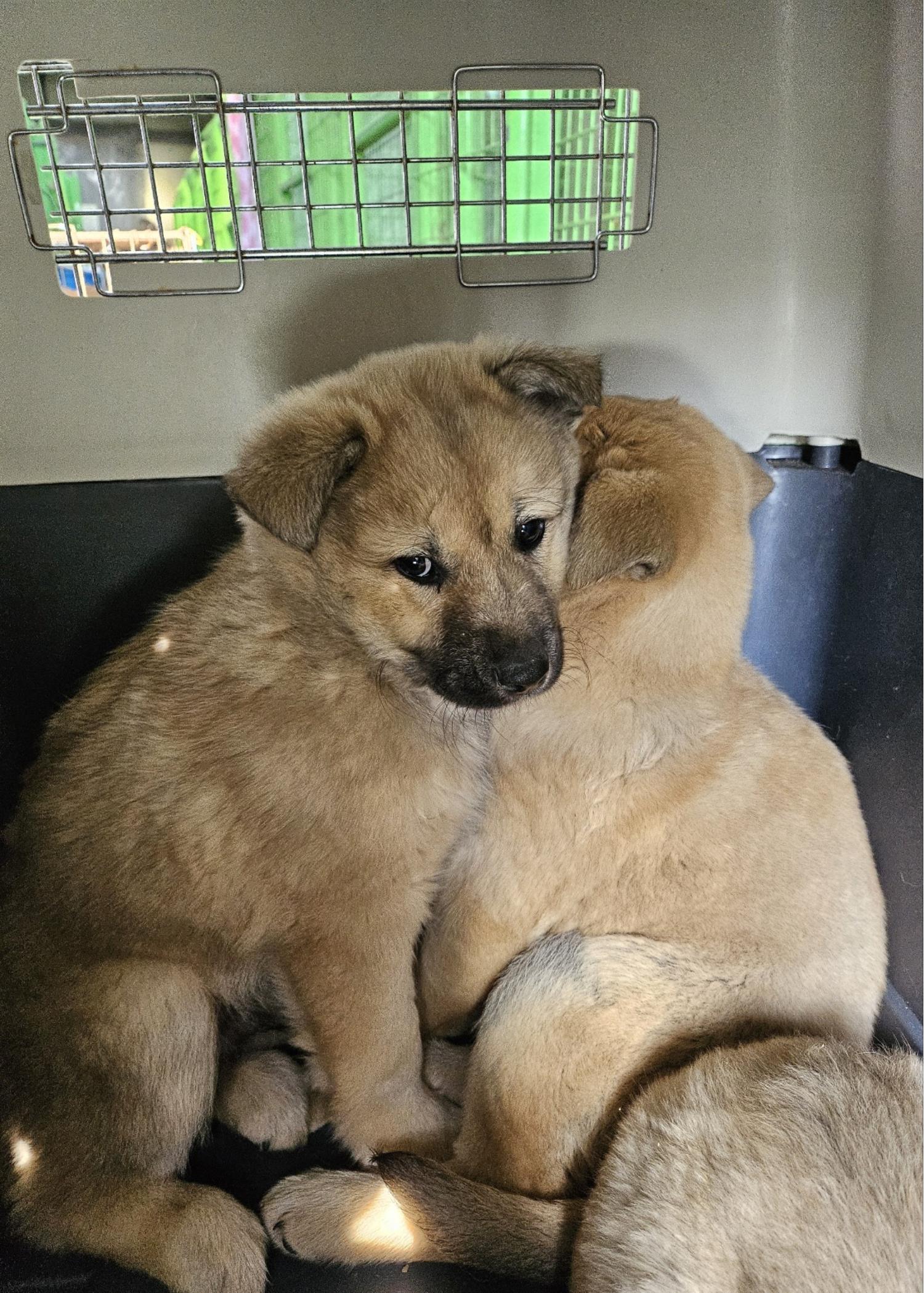 울산유기동물보호센터_431373202500015