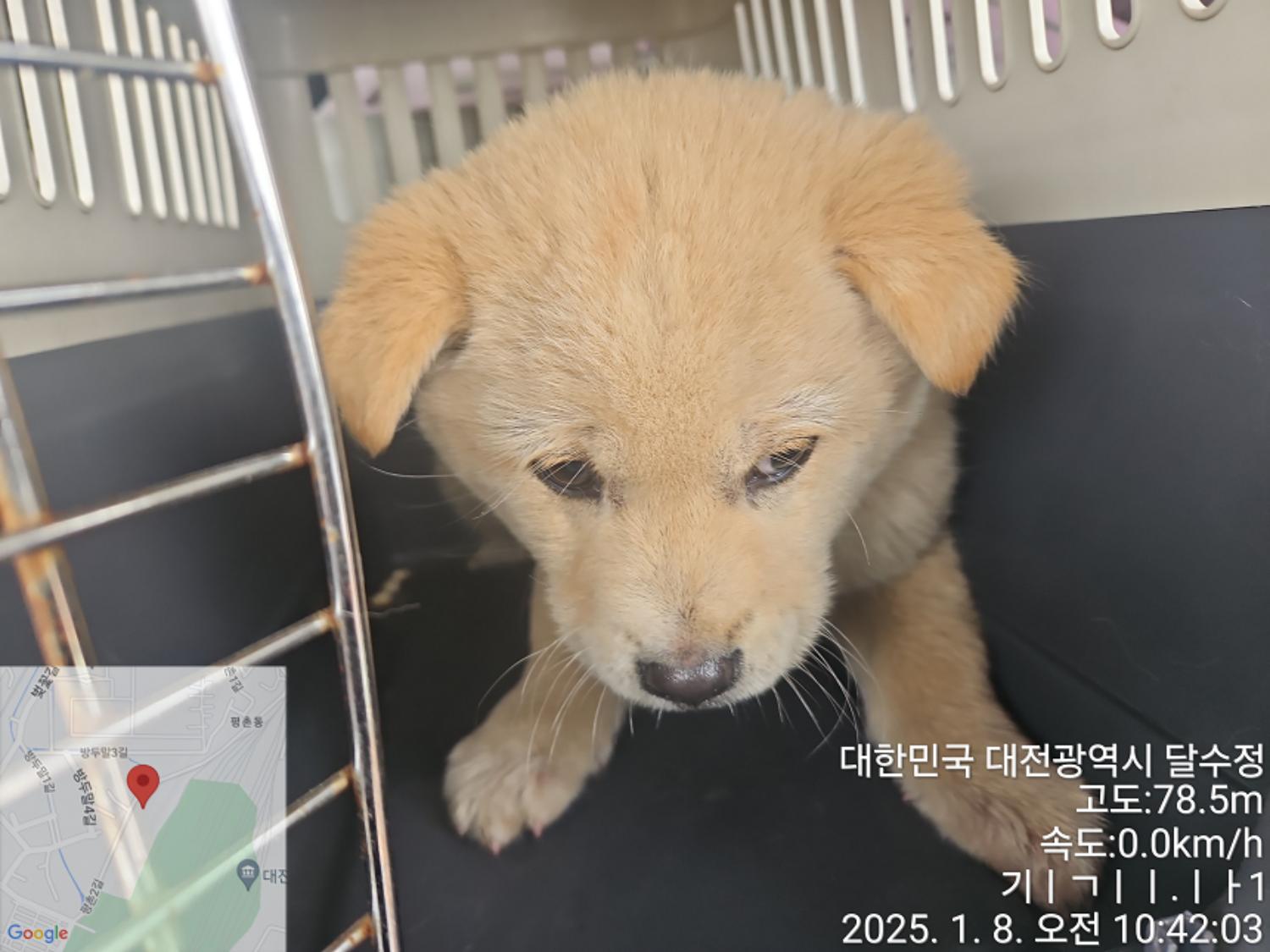 대전동물보호센터_430368202500004
