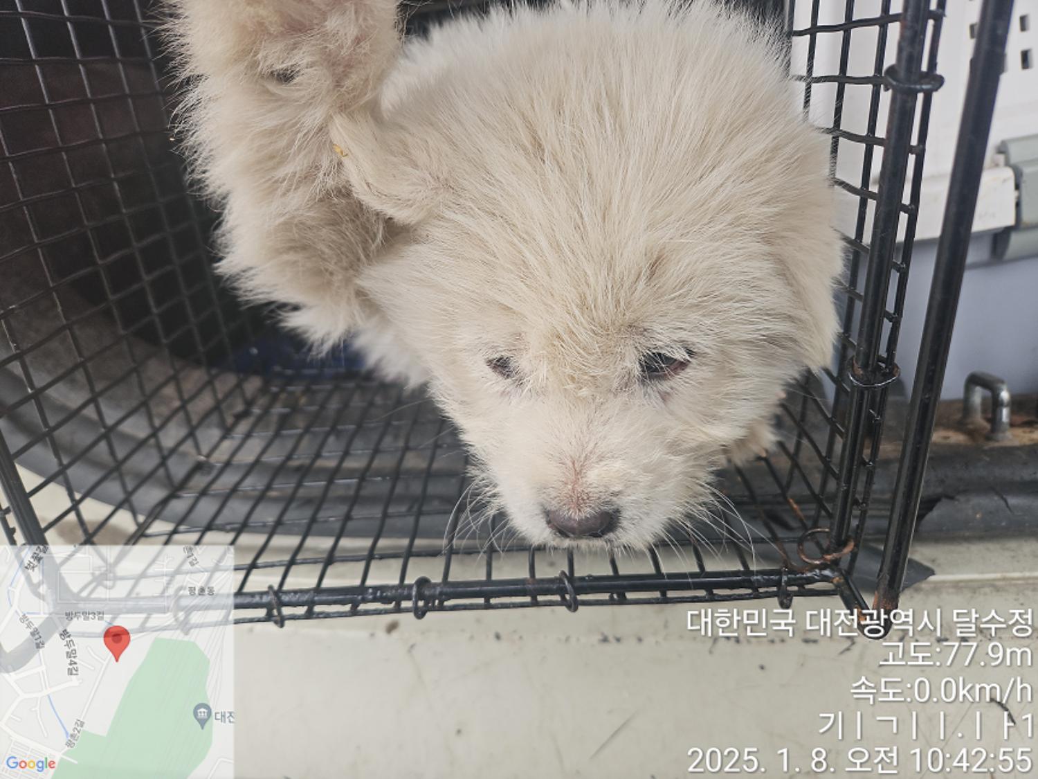 대전동물보호센터_430368202500006