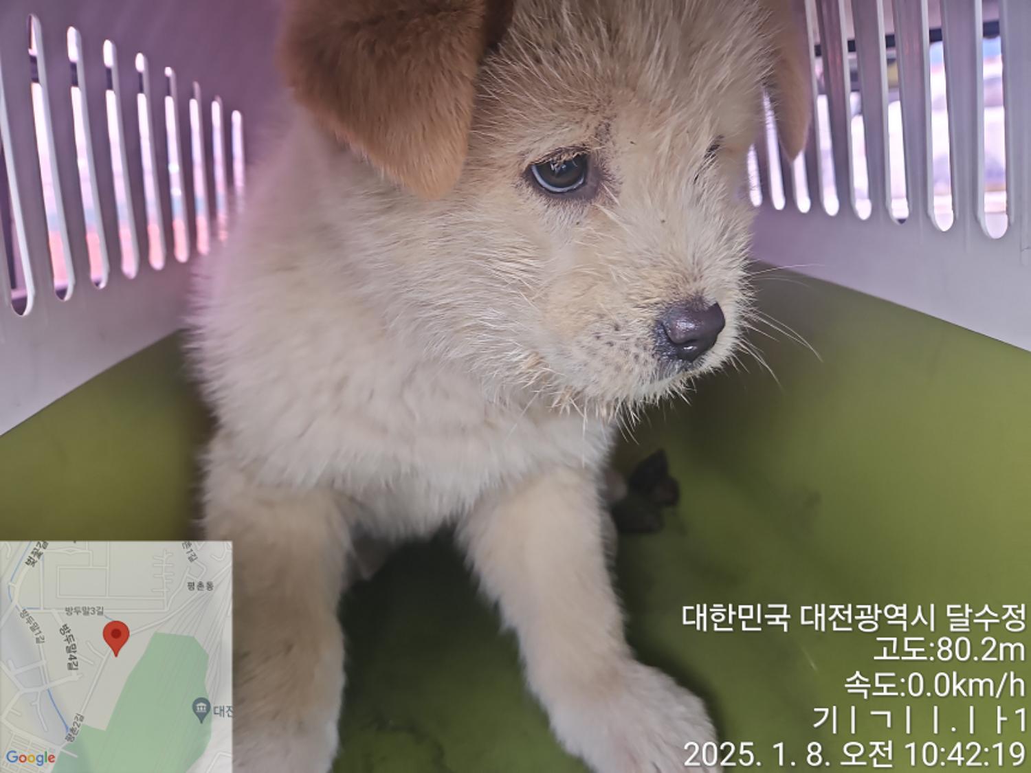 대전동물보호센터_430368202500005