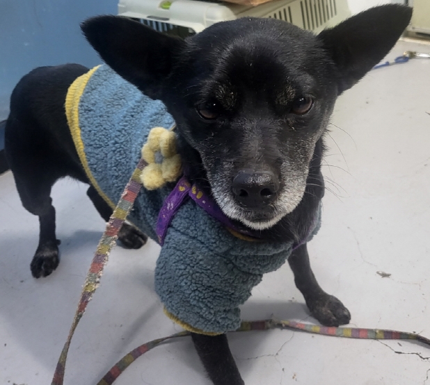 의령군 동물보호센터_448539202500004