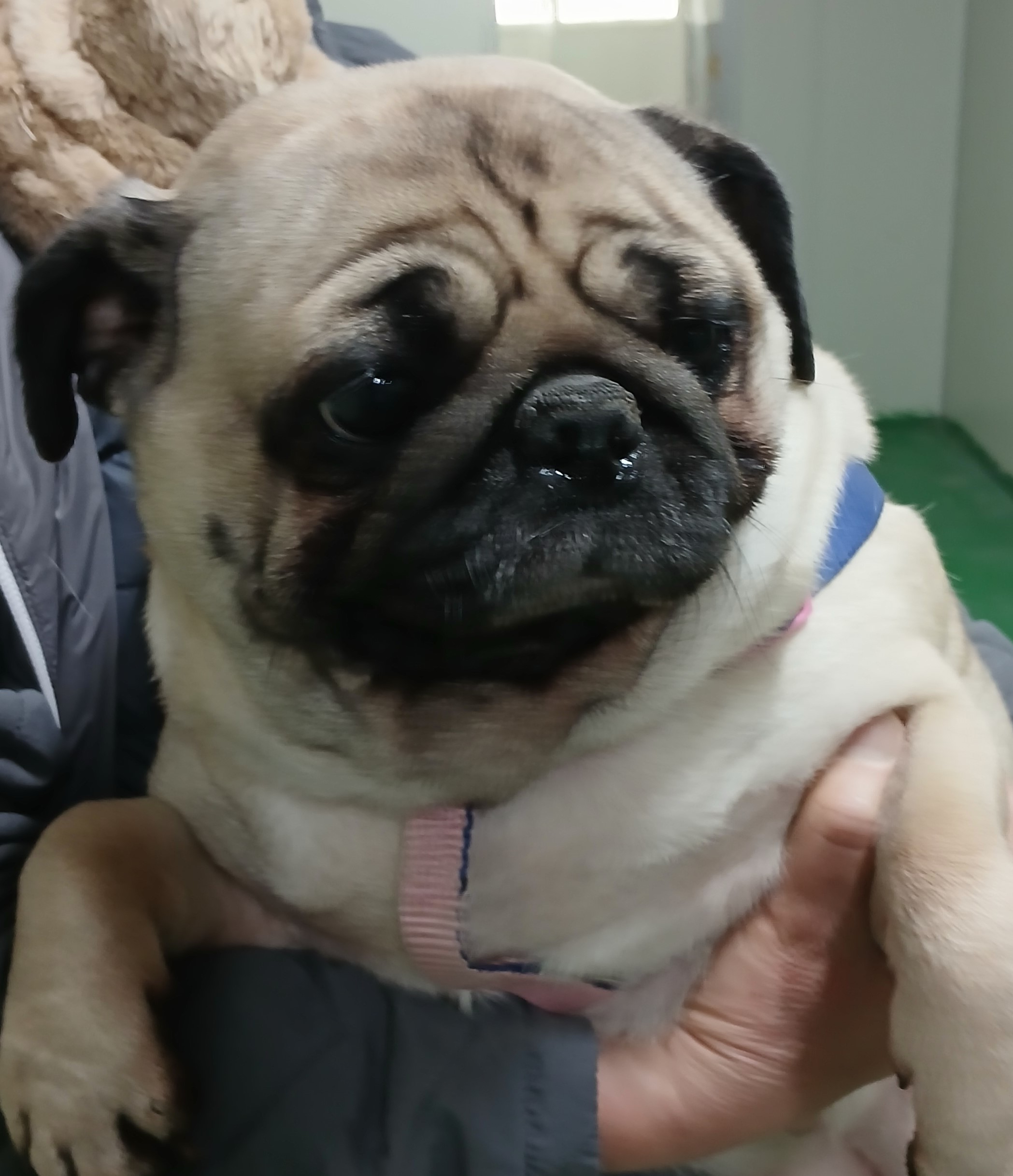 대구유기동물보호협회_427347202500006