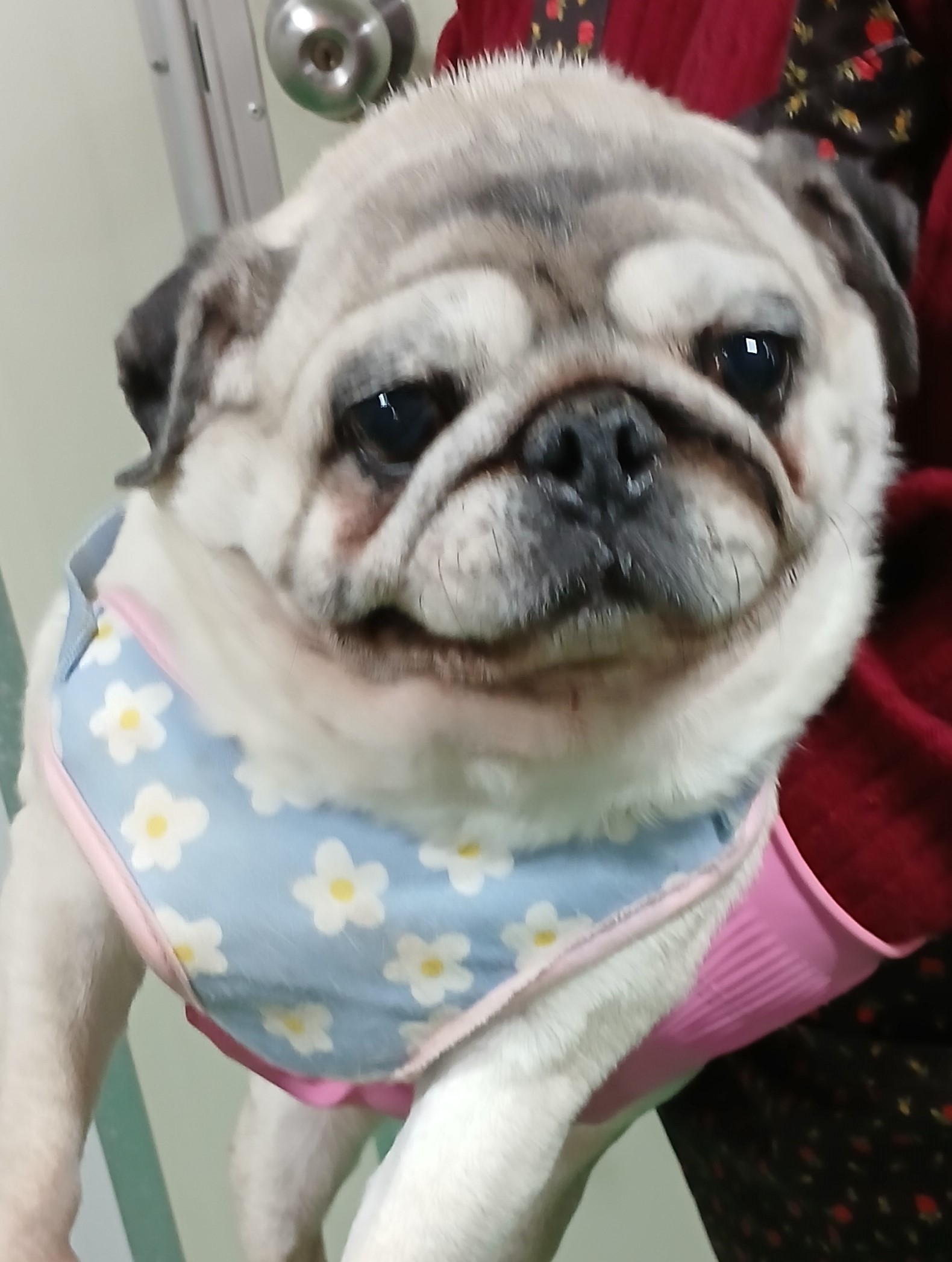 대구유기동물보호협회_427347202500005