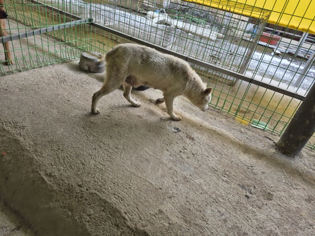 장성군동물보호센터_446498202500026