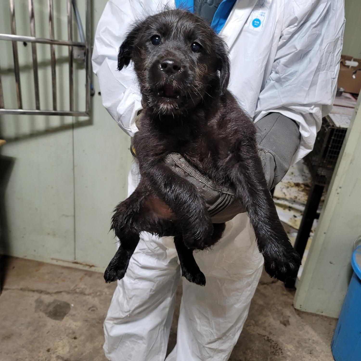 보호중 믹스견의 가…