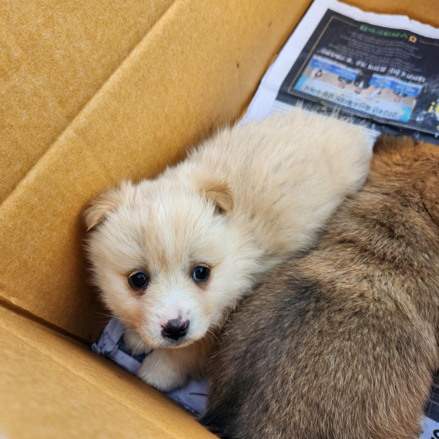 예산임시동물보호센터_444461202400745