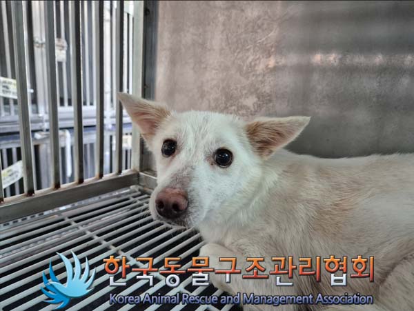 한국동물구조관리협회_411303202500001