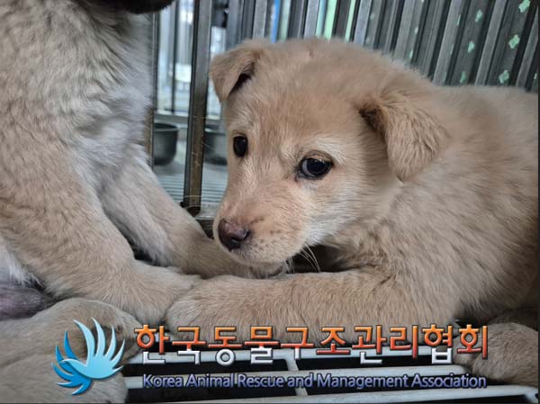 종료(안락사) 믹스…