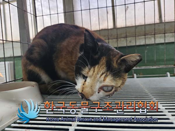 한국동물구조관리협회_411323202500003