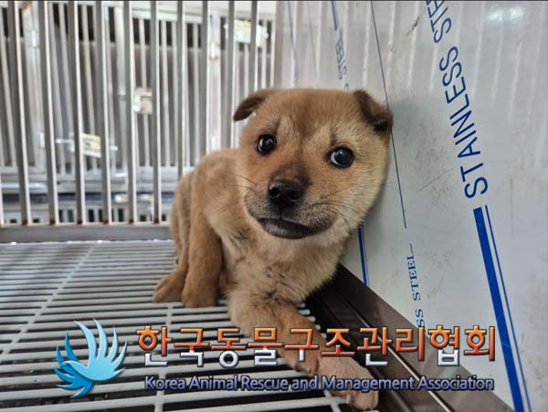 한국동물구조관리협회_411311202500002