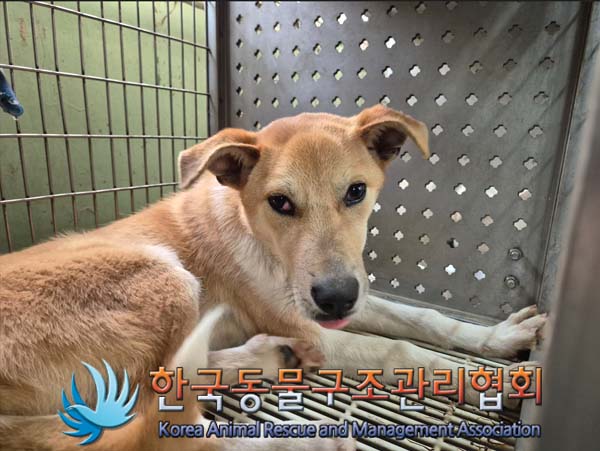한국동물구조관리협회_411311202500003