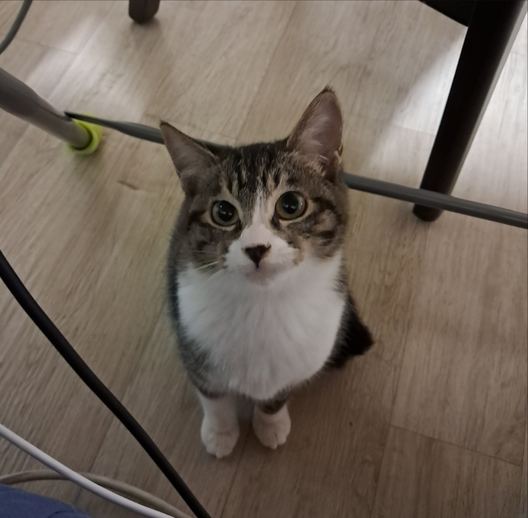 보호중 한국 고양이…