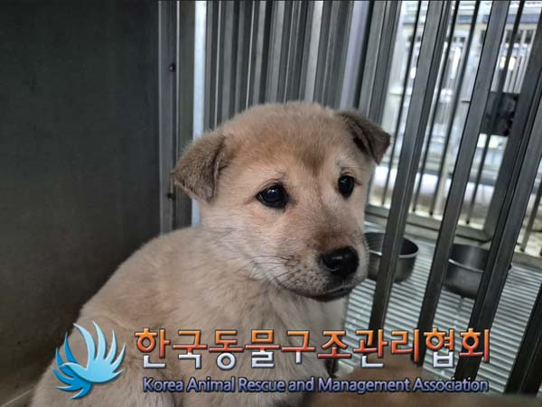 한국동물구조관리협회_441409202500018