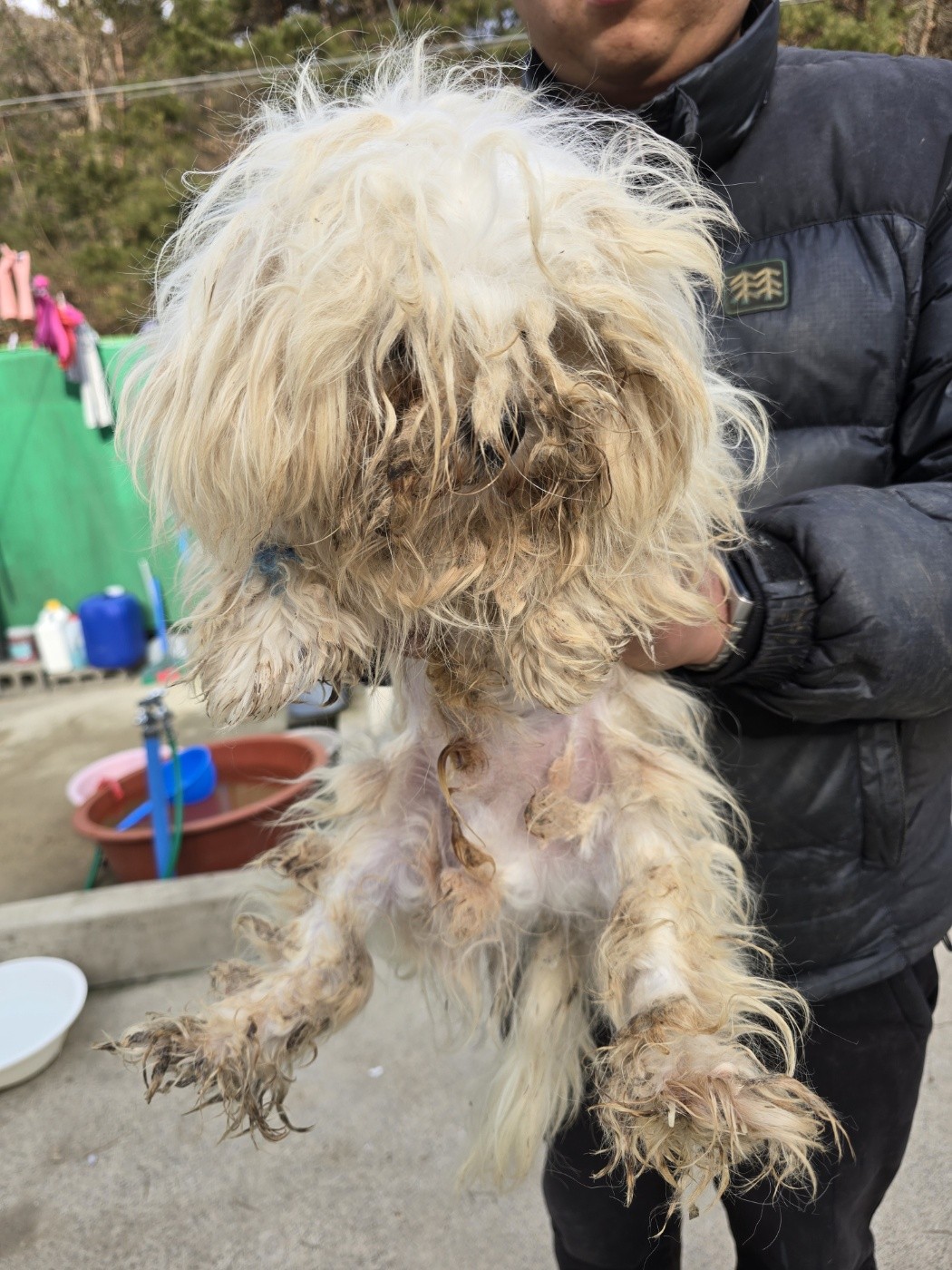 종료(기증) 말티즈…